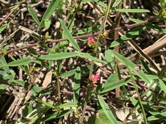 Indigofera trifoliata glandulifera