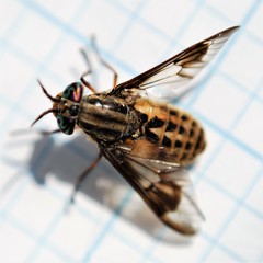 Chrysops coloradensis