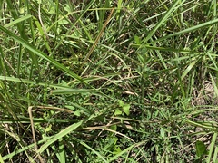 Indigofera trifoliata glandulifera
