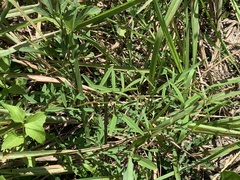 Indigofera trifoliata glandulifera