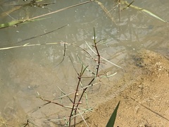 Scleromitrion brachypodum