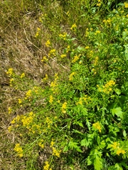 Rorippa × armoracioides
