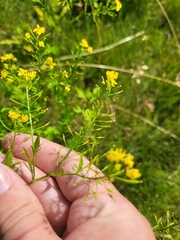 Rorippa × armoracioides