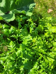 Rorippa × armoracioides