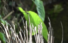 Paragomphus balneorum