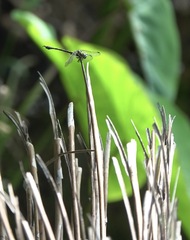 Paragomphus balneorum