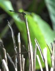 Paragomphus balneorum