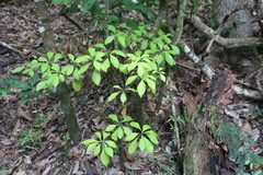 Cleidion verticillatum