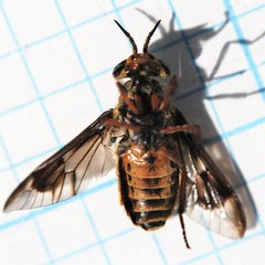 Chrysops coloradensis