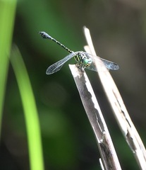 Paragomphus balneorum