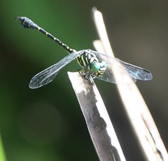 Paragomphus balneorum