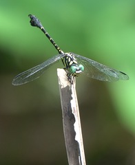 Paragomphus balneorum