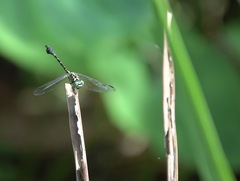 Paragomphus balneorum