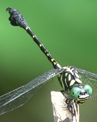Paragomphus balneorum
