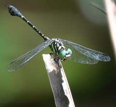 Paragomphus balneorum