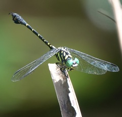 Paragomphus balneorum