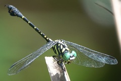 Paragomphus balneorum