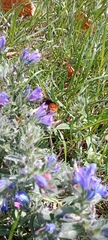 Bombus lapidarius