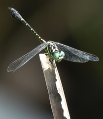 Paragomphus balneorum