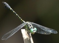 Paragomphus balneorum