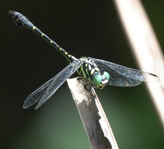 Paragomphus balneorum