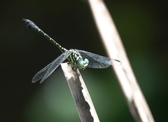 Paragomphus balneorum