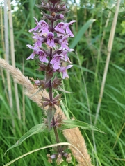 Stachys palustris