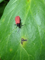 Pyropterus nigroruber