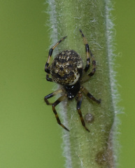 Dipoena melanogaster