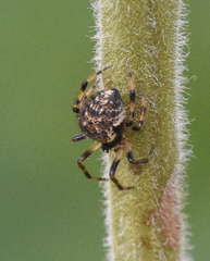 Dipoena melanogaster