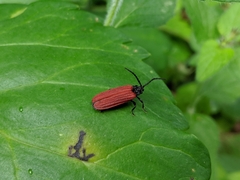 Pyropterus nigroruber