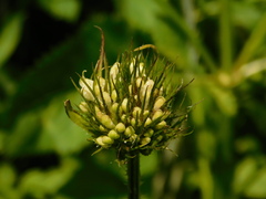 Dipsacus strigosus