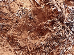 Tachyglossus aculeatus