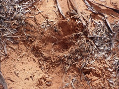 Tachyglossus aculeatus