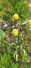 Allium obliquum