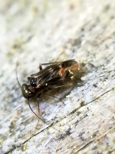 Epicaecilius pilipennis (Lienhard, 1996)