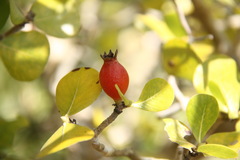 Gardenia saxatilis