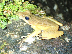 Chalcorana chalconota