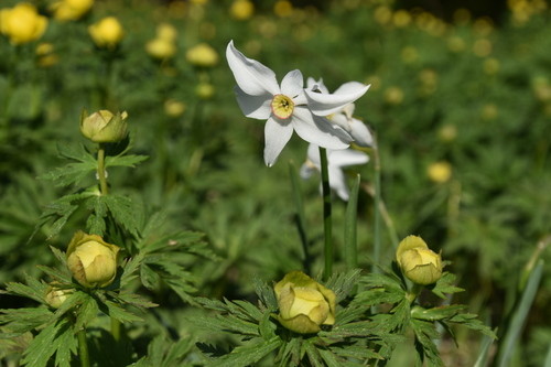 Bijeli sunovrat (Narcissus poeticus)