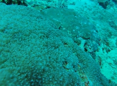 Physogyra lichtensteini