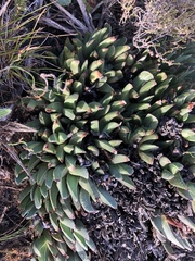 Acrodon