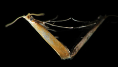 Corythophora
