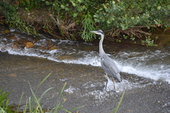 Ardea cinerea