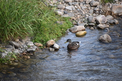 Anas platyrhynchos platyrhynchos