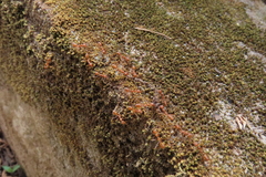 Oecophylla smaragdina