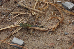 Diplacodes trivialis