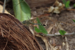 Diplacodes trivialis