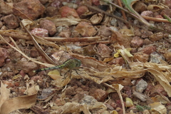 Diplacodes trivialis