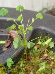 Oxalis