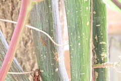 Oecophylla smaragdina